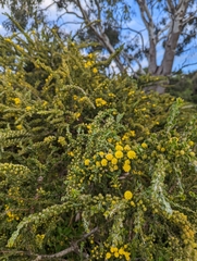 Acacia paradoxa