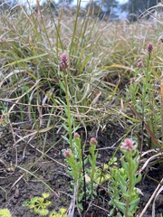 Stackhousia subterranea