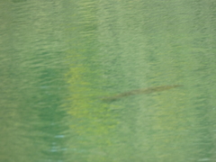 Micropterus salmoides