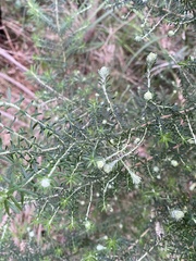 Cassinia aculeata