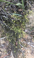 Acacia aculeatissima