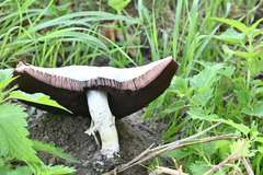 Agaricus urinascens