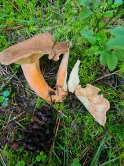 Lactarius helvus