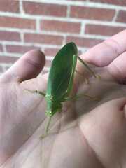 Tettigoniidae