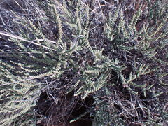 Eriocephalus ericoides