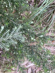 Cassinia aculeata