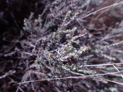 Pentzia incana