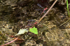 Pseudagrion pilidorsum