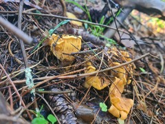 Cantharellus cibarius