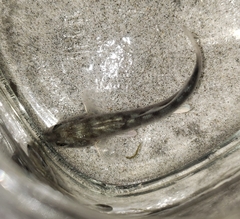 Menticirrhus