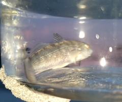 Menticirrhus