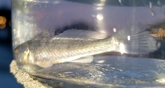 Menticirrhus