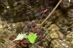 Pseudagrion pilidorsum