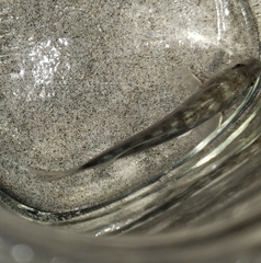 Menticirrhus