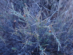 Pentzia incana