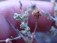 Pentzia incana