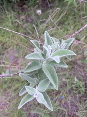 Buddleja perfoliata