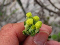 Lyperia lychnidea