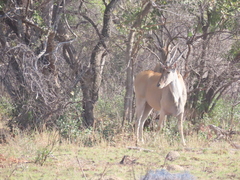 Tragelaphus oryx oryx