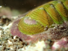 Onithochiton neglectus