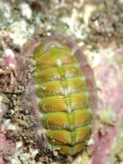 Onithochiton neglectus
