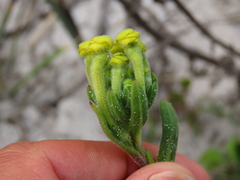 Lyperia lychnidea
