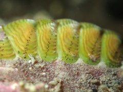 Onithochiton neglectus