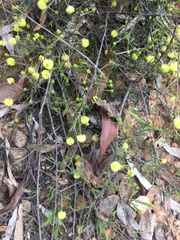 Acacia aculeatissima