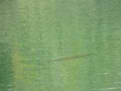 Micropterus salmoides