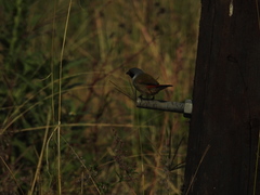 Coccopygia melanotis