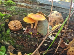 Gymnopilus penetrans