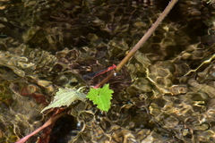 Pseudagrion pilidorsum