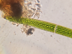 Closterium acerosum