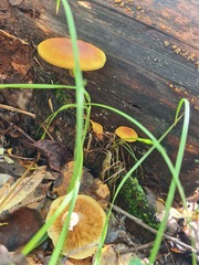 Gymnopilus penetrans
