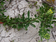 Lyperia lychnidea