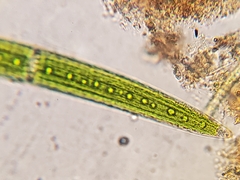 Closterium acerosum