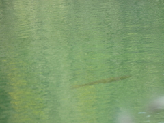 Micropterus salmoides