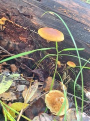 Gymnopilus penetrans