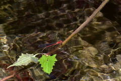 Pseudagrion pilidorsum