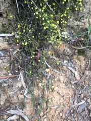 Acacia aculeatissima