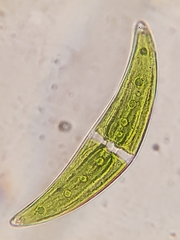 Closterium moniliferum