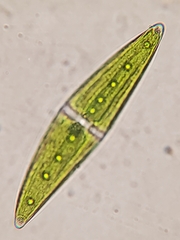 Closterium moniliferum