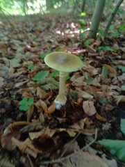 Amanita phalloides