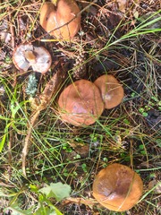 Suillus luteus