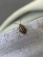 Disonycha glabrata