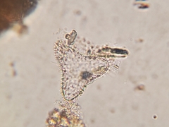 Staurastrum brebissonii