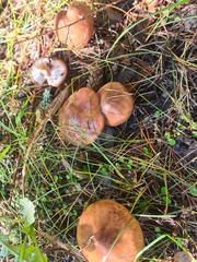 Suillus luteus