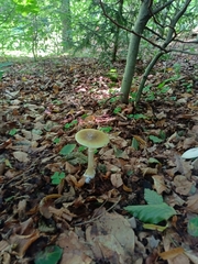 Amanita phalloides