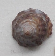 Bembicium auratum