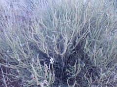 Eriocephalus ericoides